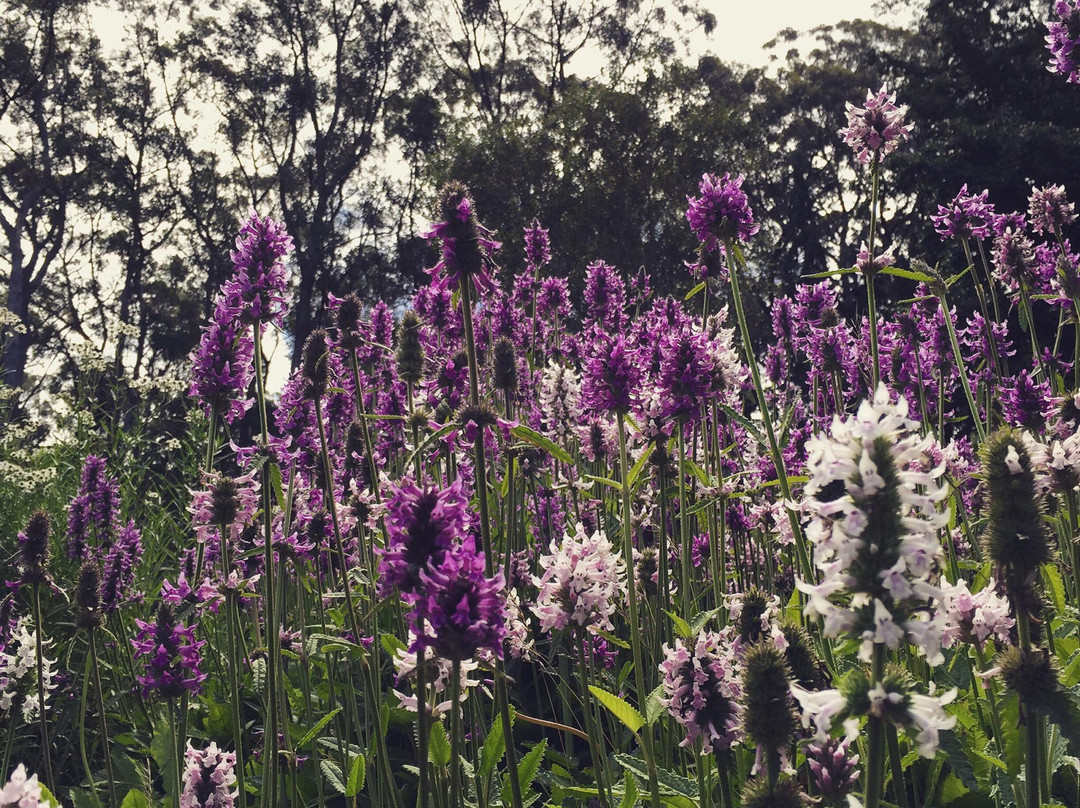 Mount Lofty Botanic Garden景点图片