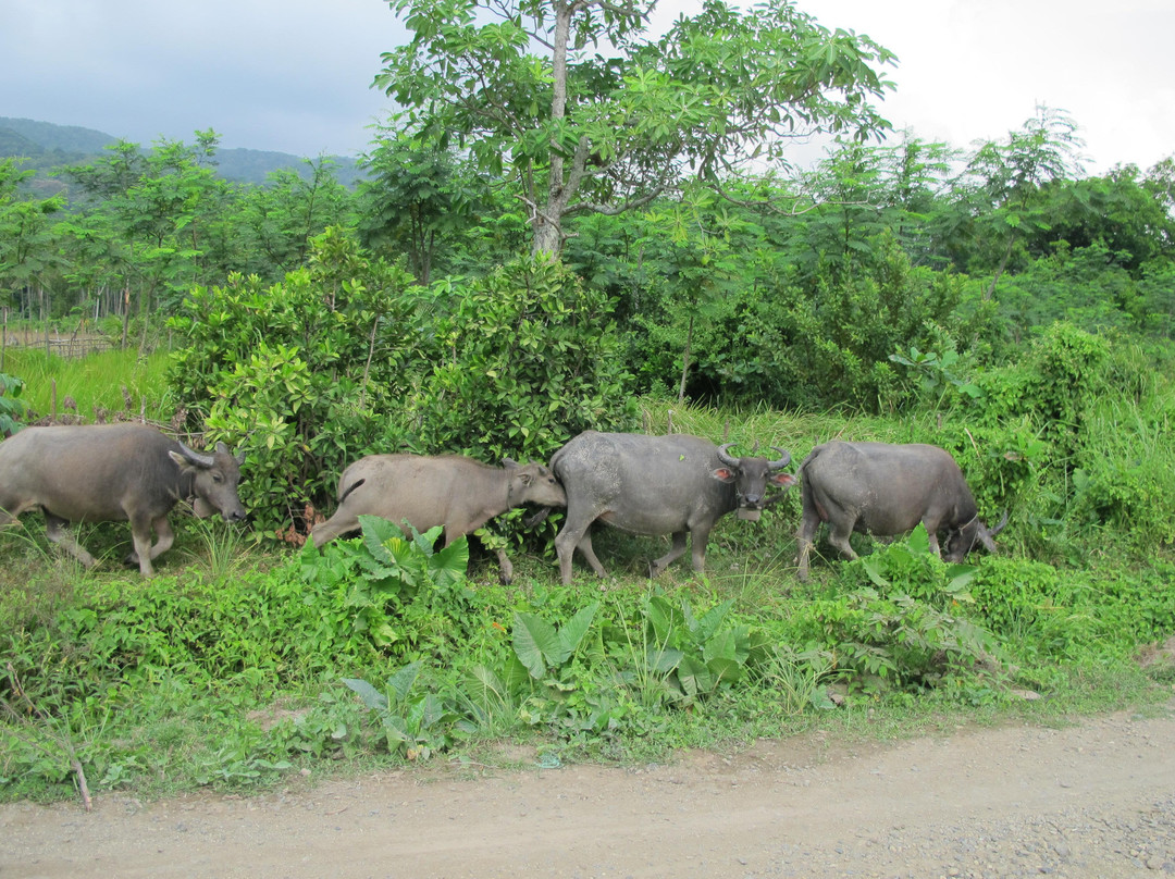 马戎格库龙国家公园-Pandeglang必去景点