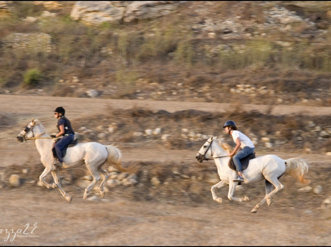 Gozo Stables Horse-Riding景点图片