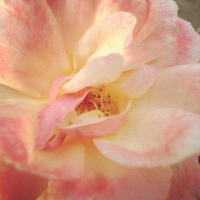 Obsidian Wine Tours-圣海伦娜必去景点