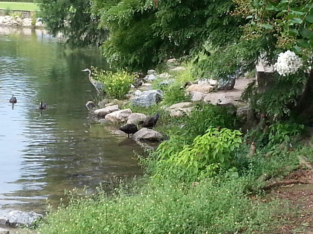 Lake Ella & Fred Drake Park-塔拉哈西必去景点