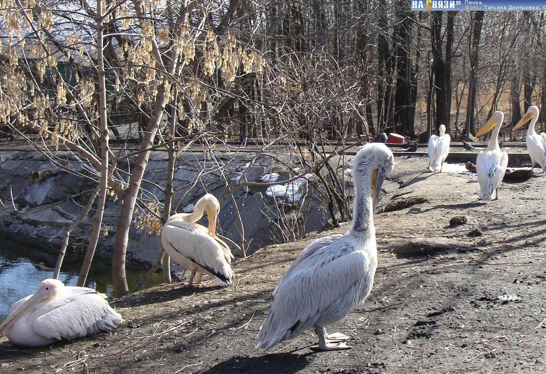 Penza Zoo