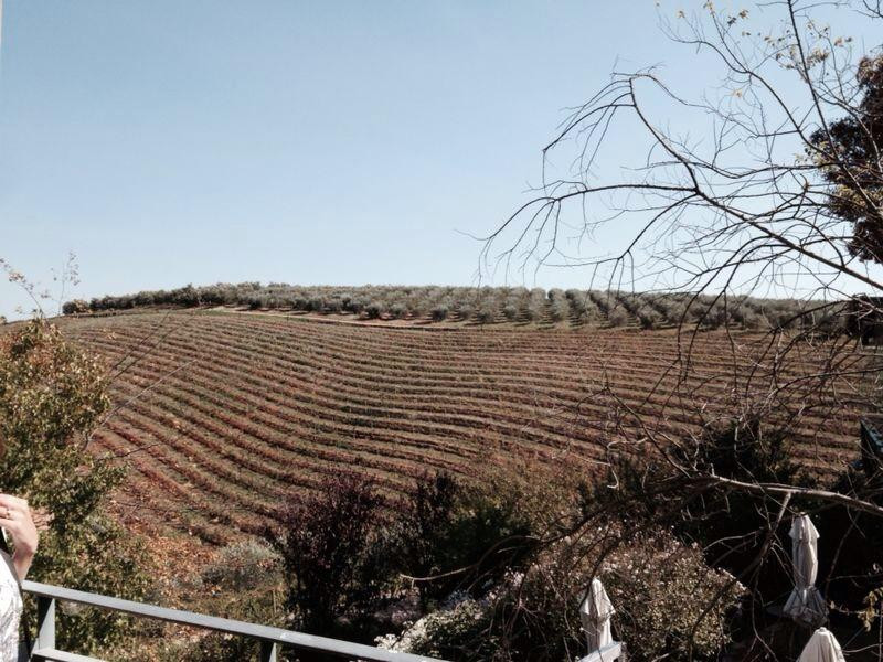 Tokara Wine Estate-斯泰伦博斯必去景点