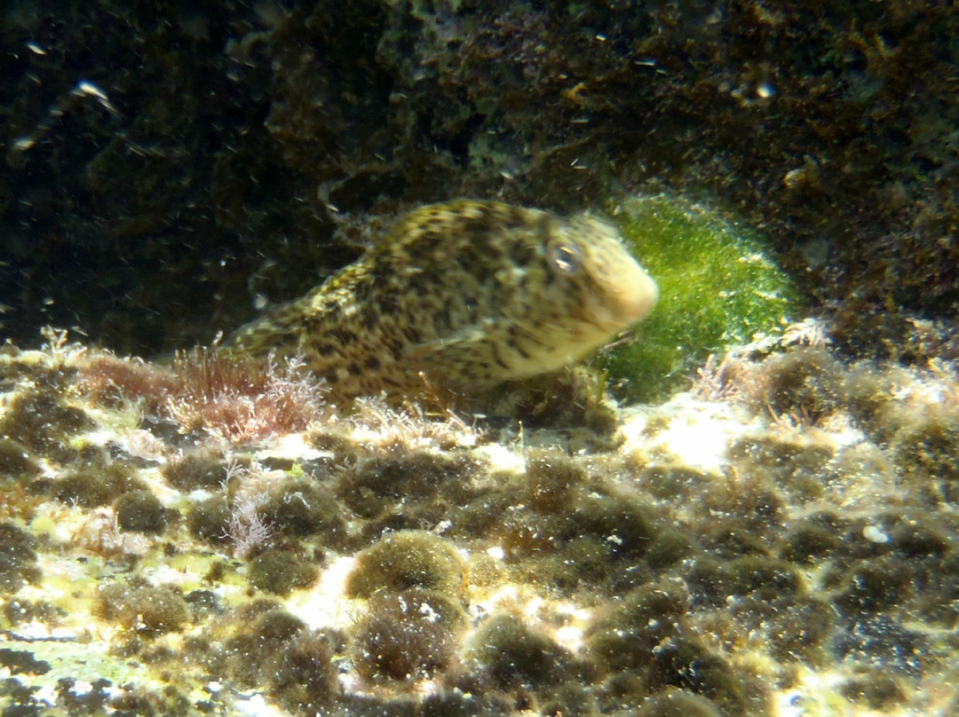 Old Caesarea Diving Center-凯撒利亚必去景点