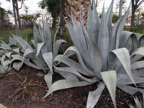 朴根佑-圣安东尼奥市必去景点