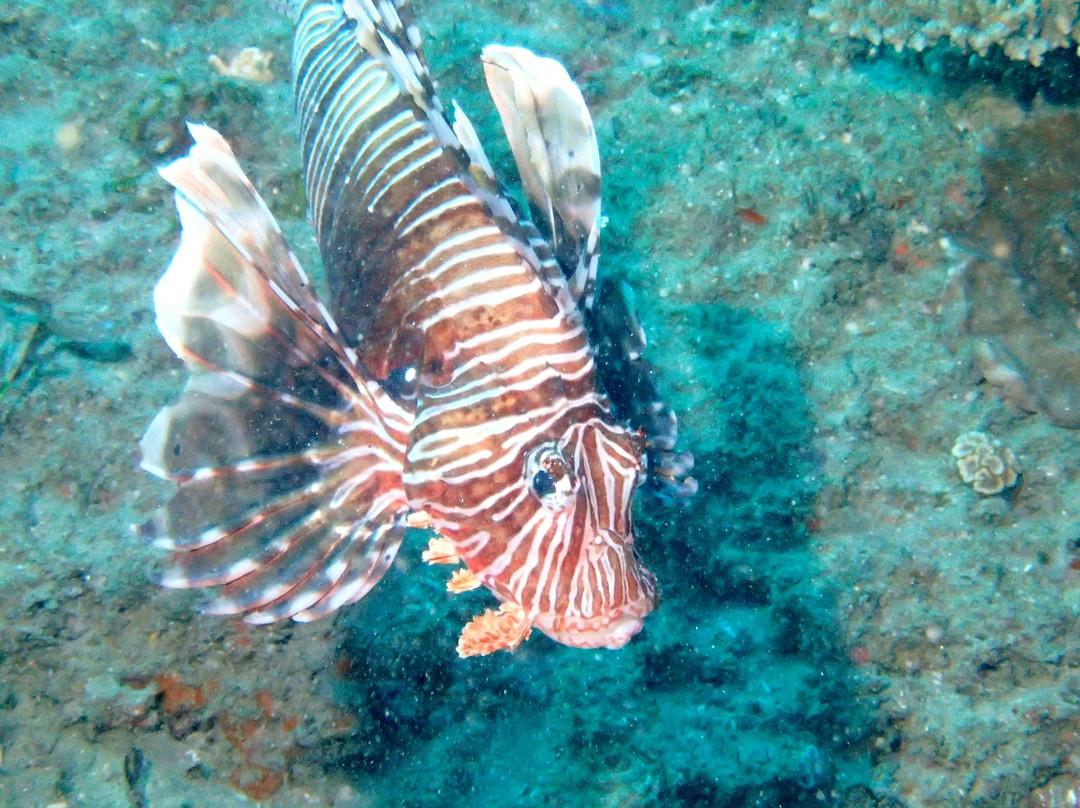 Simply Scuba Dive Charters-Ponta do Ouro必去景点