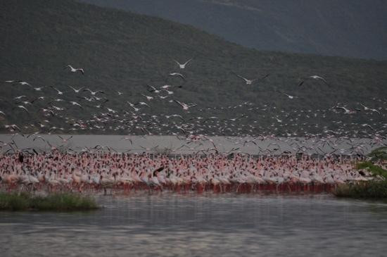 Mara Triangle-马赛马拉国家野生动物保护区必去景点