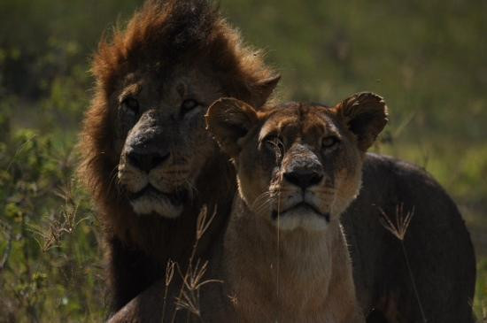 Mara Triangle-马赛马拉国家野生动物保护区必去景点