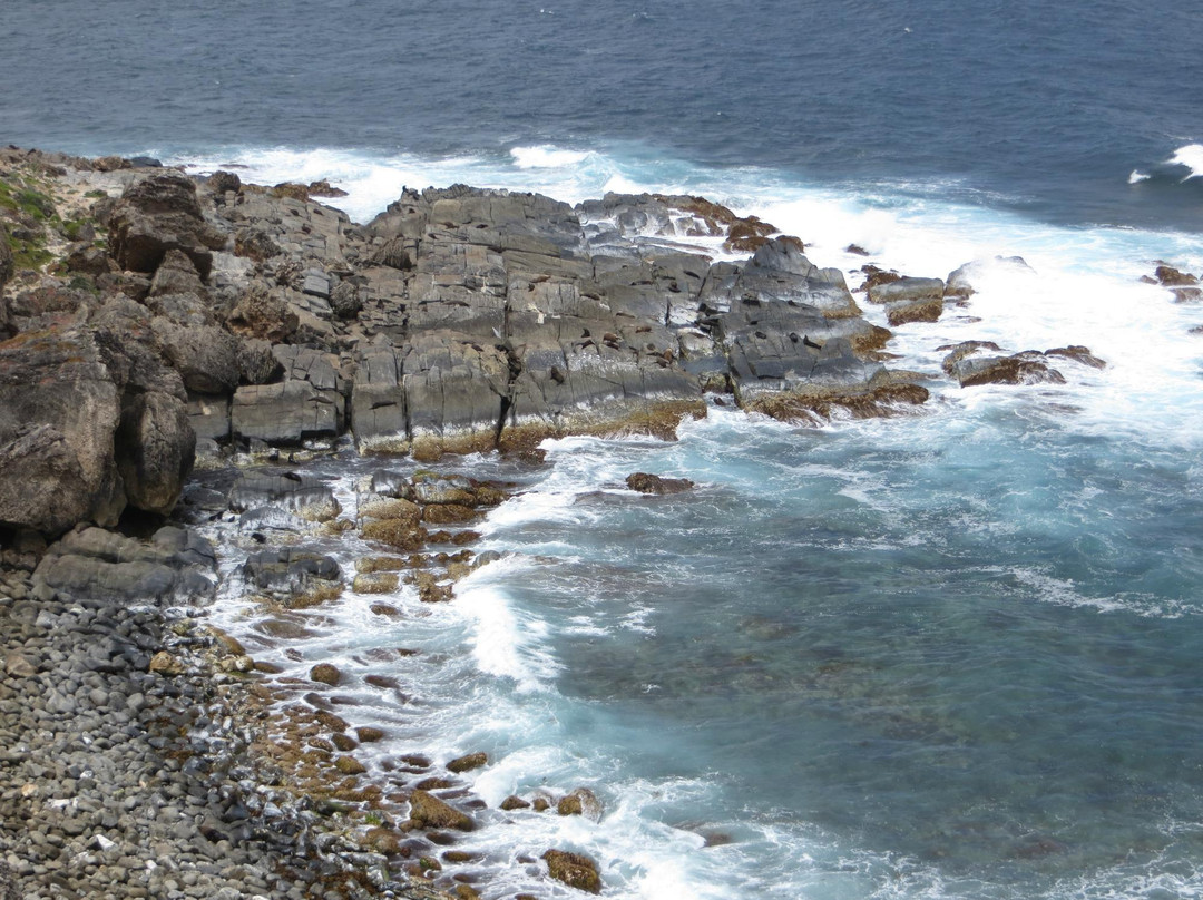 Australian Wildlife Walkabouts Eco Tours景点图片