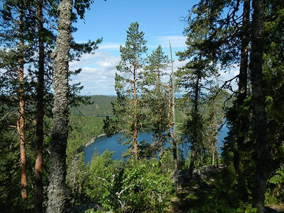 Kammiovuori Trail