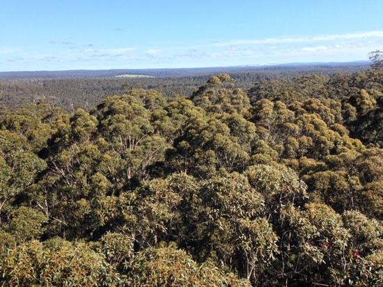 Gloucester Tree-彭伯顿必去景点
