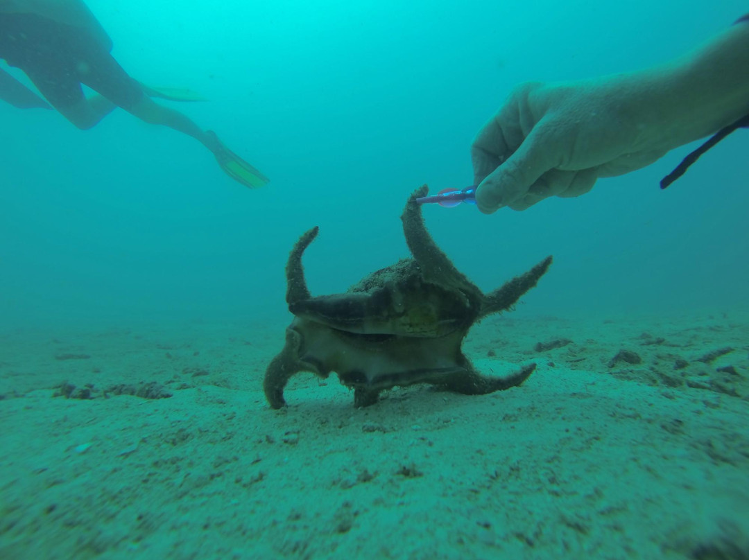 Phi Phi Sea Frog Diving-大皮皮岛必去景点