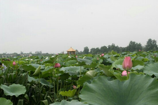 微山湖湿地红荷旅游风景区-滕州市必去景点