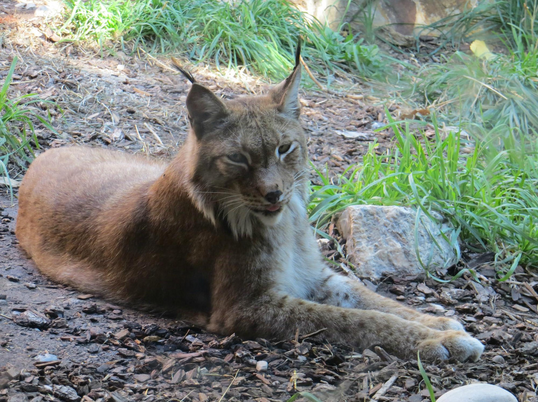 犹他州霍格尔动物园-盐湖城必去景点