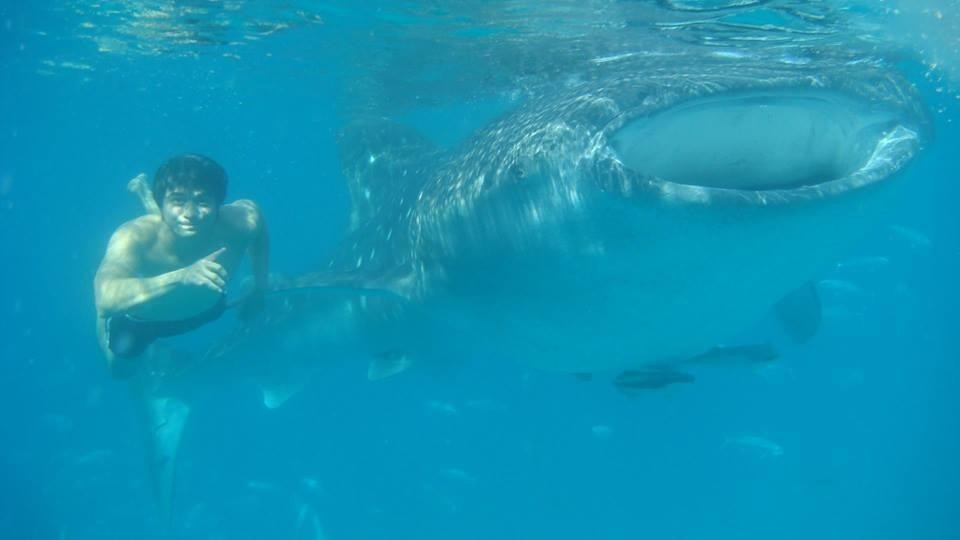 鲸鲨共游之旅-奥斯洛布必去景点
