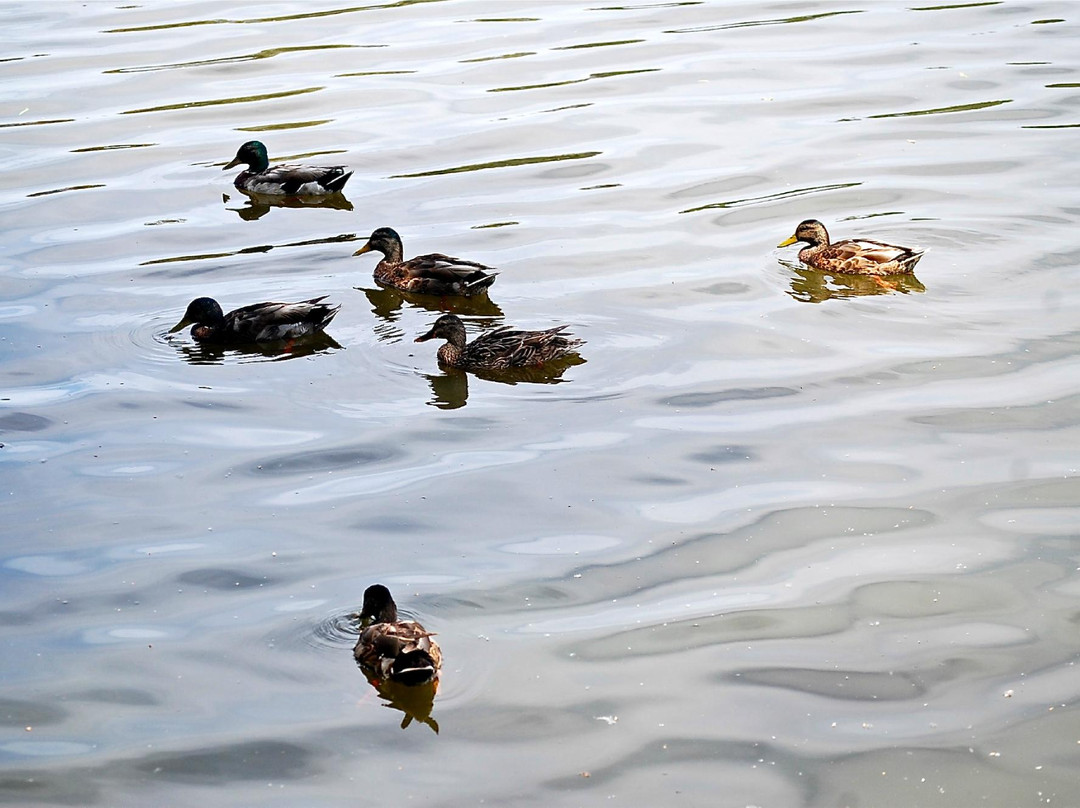 Guajome County Park-欧申赛德必去景点