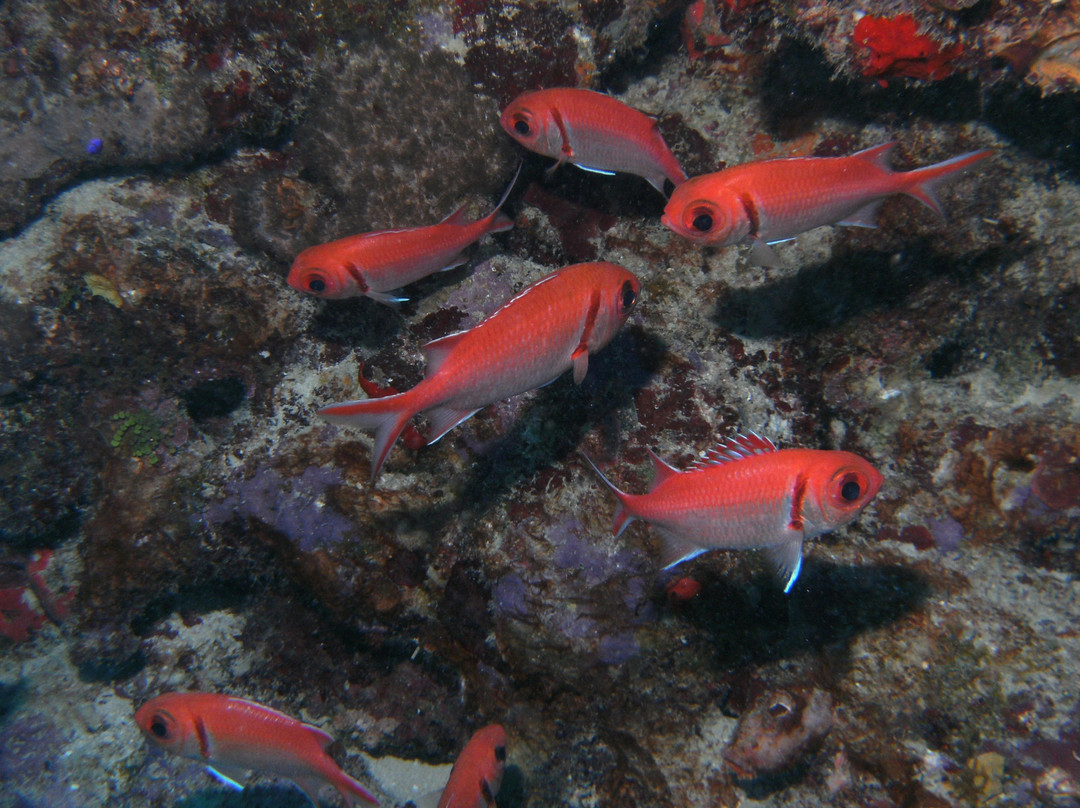 Sea Ventures Dive Center-法哈多必去景点
