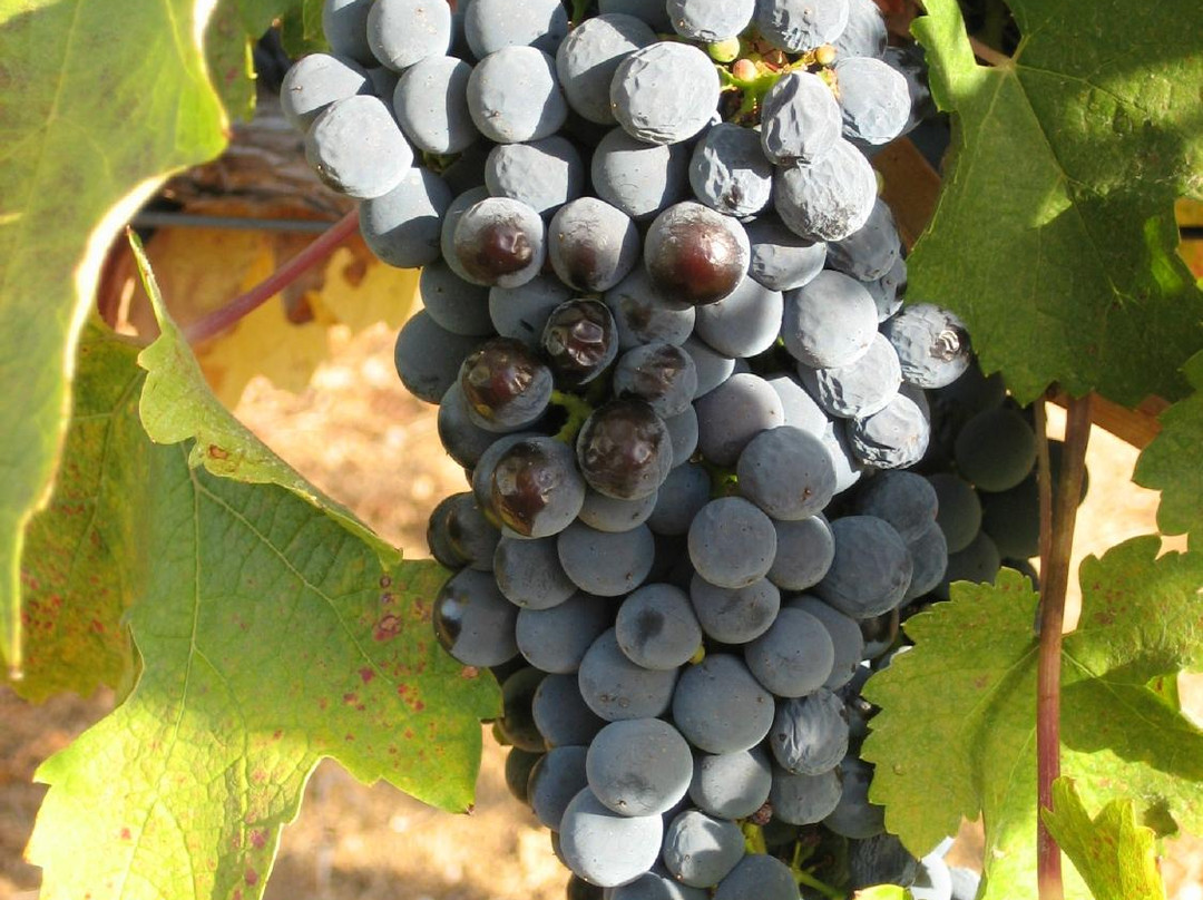 BobDog Winery-Cloverdale必去景点