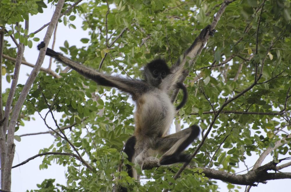 Jardín Botánico Dr. Alfredo Barrera Marin-从莫雷洛斯港必去景点