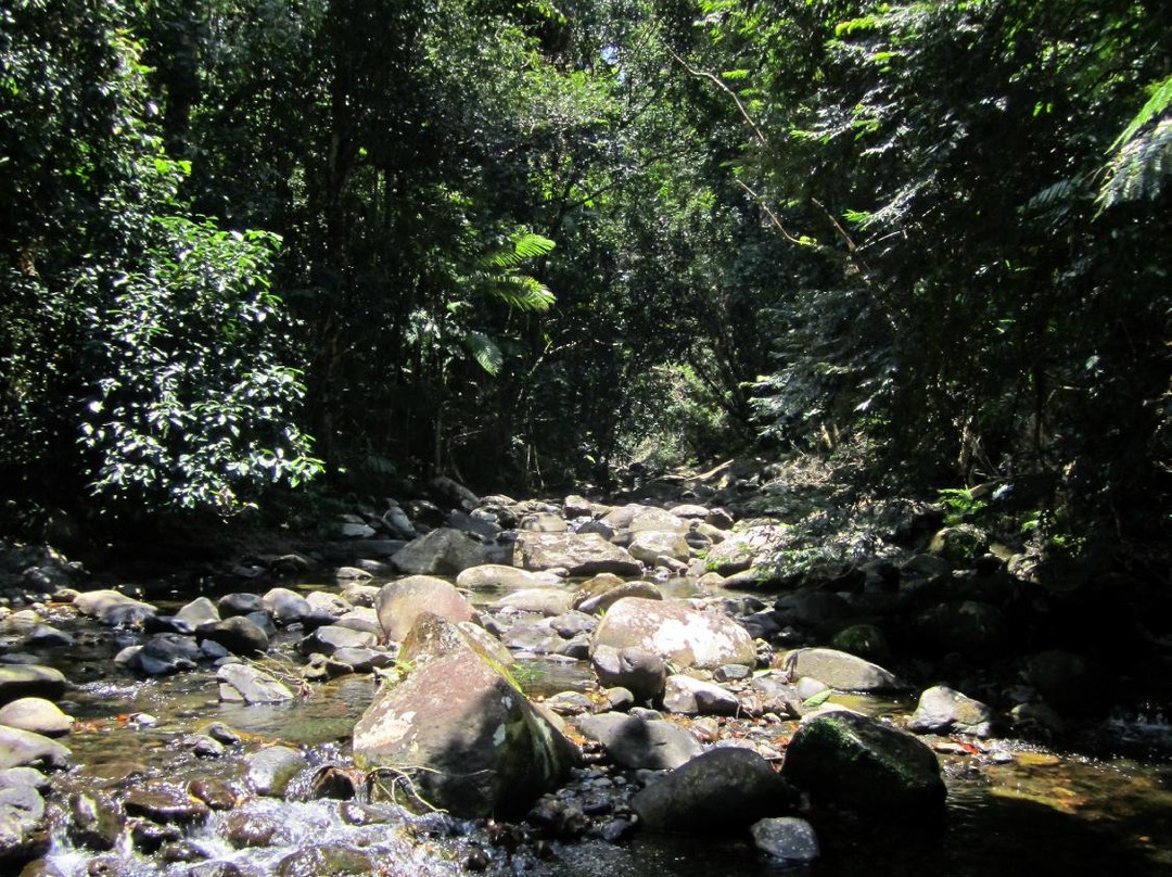 Mason's Tours-Cape Tribulation必去景点