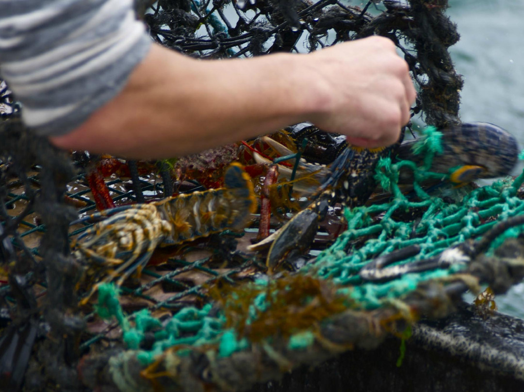 North Cornish Catch-帕兹托必去景点