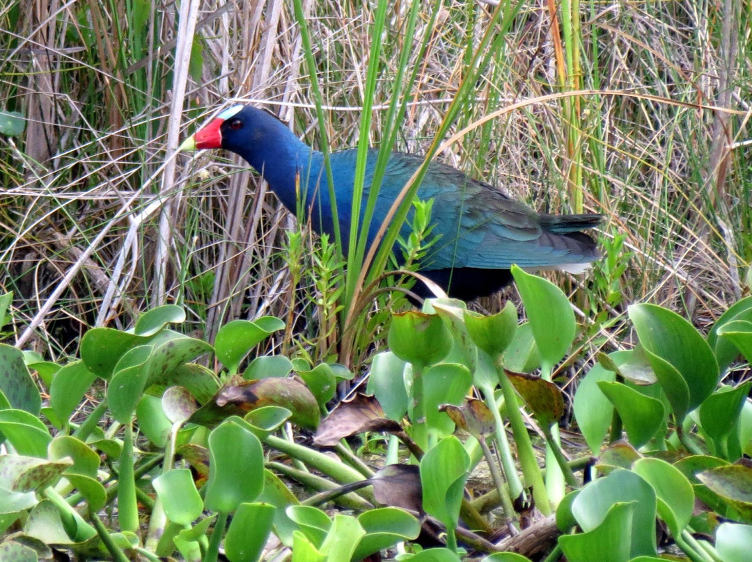 J. Charles Swaby's Black River Safari-Black River必去景点