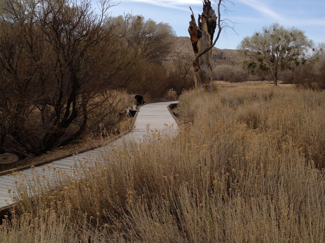 Big Morongo Canyon Preserve景点图片