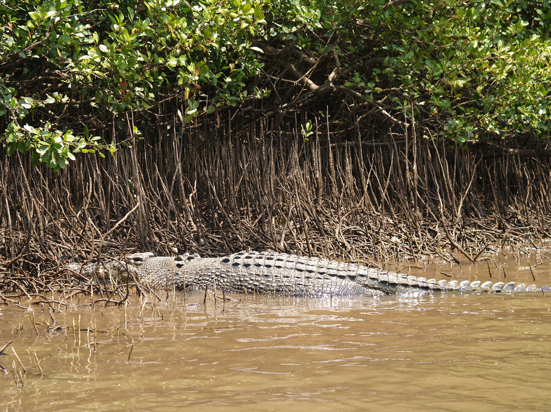 Jungle Tours And Trekking景点图片