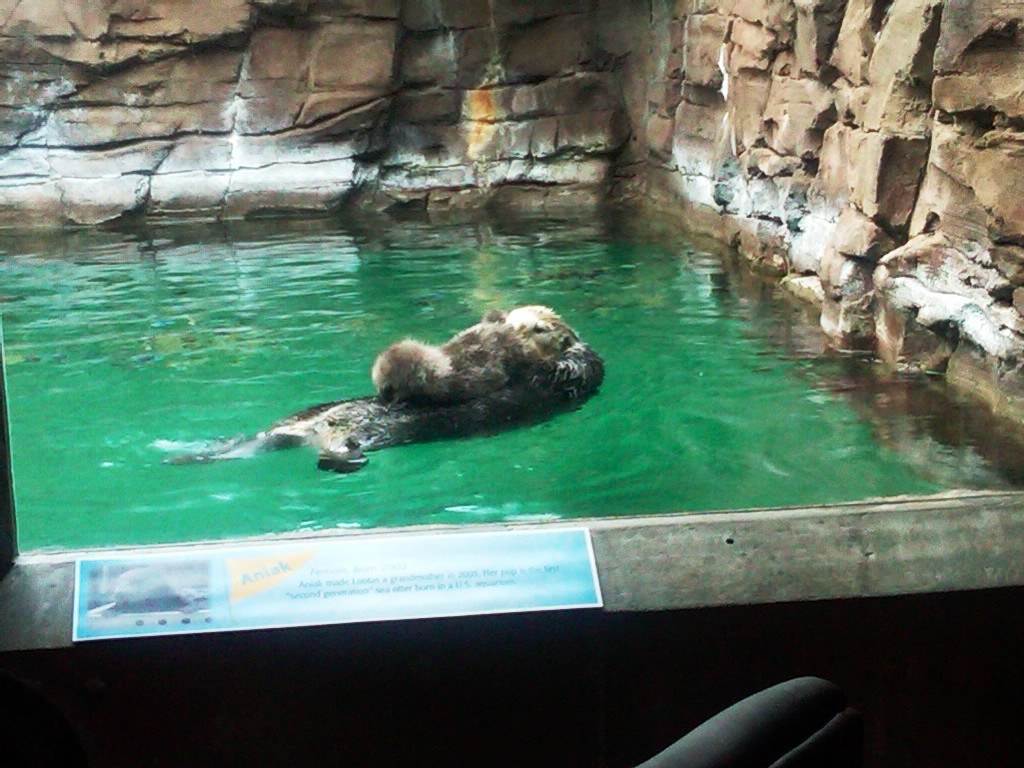 西雅图水族馆-西雅图必去景点