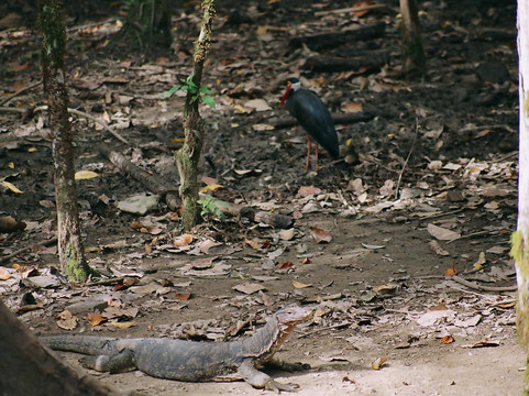必力旅游攻略图片