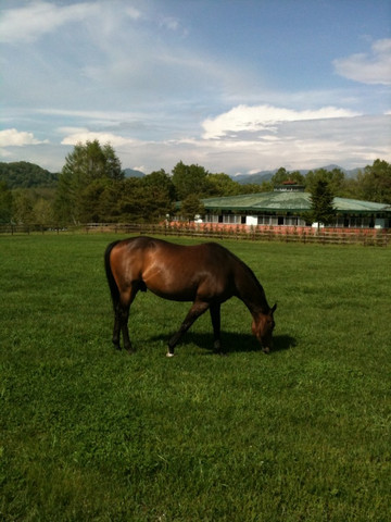 Nishikioka Horse Farm-新冠町必去景点