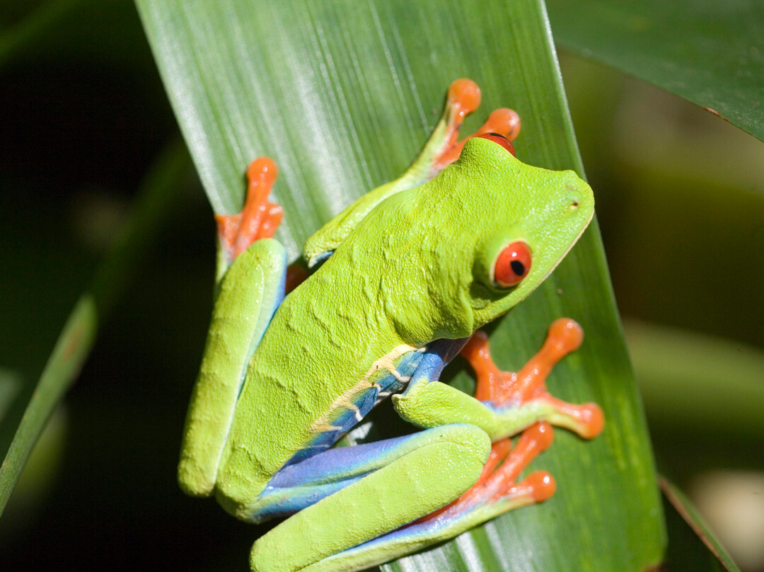 Rainforest Adventures-瓜匹来斯必去景点