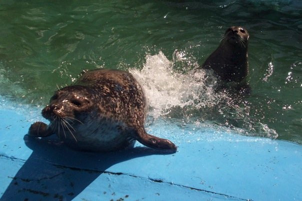 Huntsman Fundy Discovery Aquarium-Saint Andrews必去景点