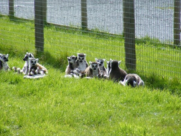 The Lake District Wildlife Park景点图片