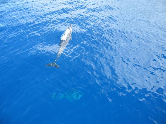 Liko Kauai Cruises-威美亚必去景点