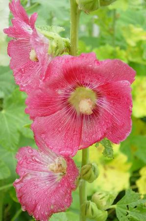 Andrew Jackson's Hermitage-纳什维尔必去景点