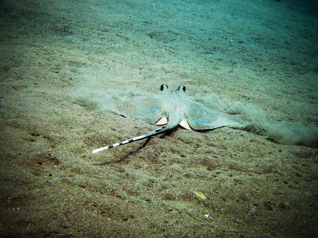 USS 自由号沉船-图兰本必去景点