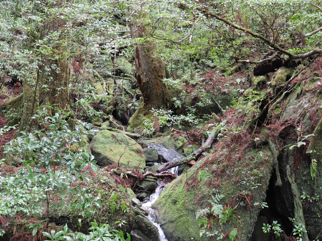 Yakusugi Land景点图片