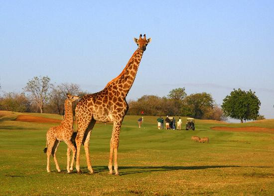 Hans Merensky Golf Estate-伐拉博瓦必去景点