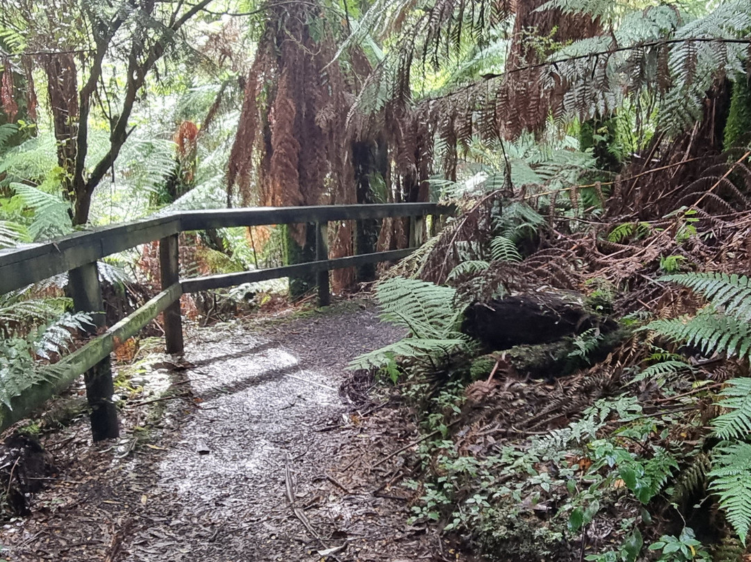 Tarra Bulga National Park景点图片