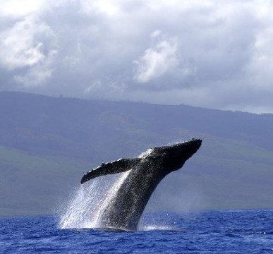 Hawai'i Ocean Rafting-拉海纳必去景点