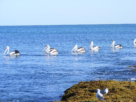 Halls Head Beach-曼杜拉必去景点