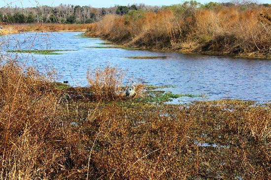 Paynes Prairie-盖恩斯维尔必去景点