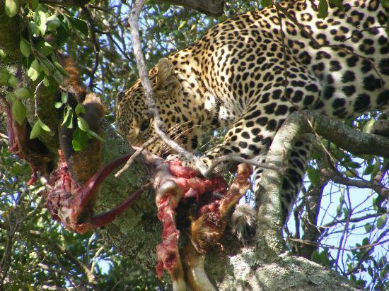 East Africa Adventure Tours and Safaris-马赛马拉国家野生动物保护区必去景点