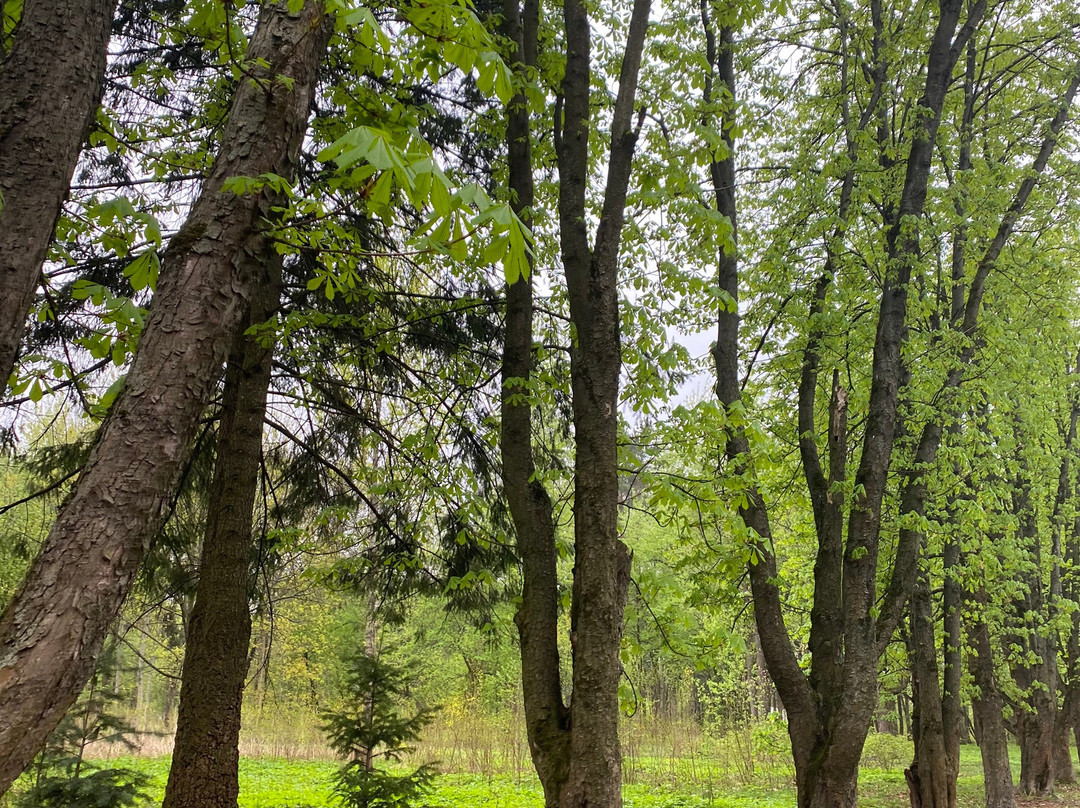 Biryulevskiy Dendropark景点图片