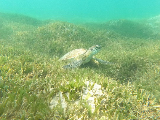 Try Scuba Diving-圣胡安必去景点