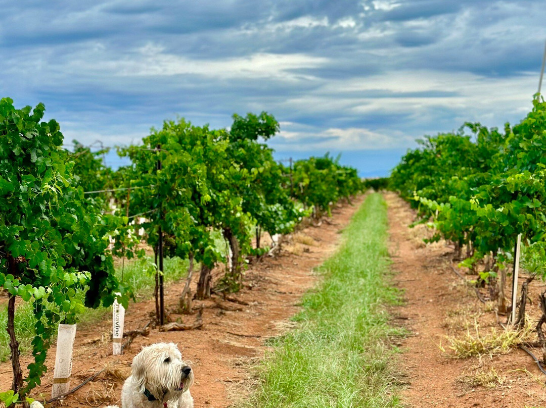 Callaghan Vineyards-Elgin必去景点