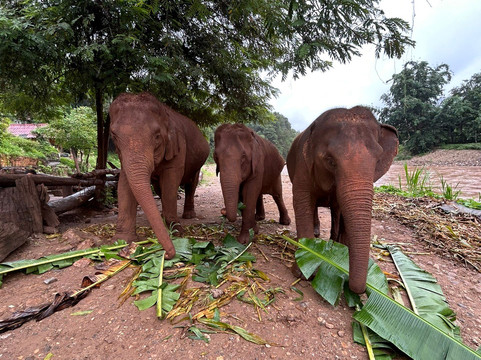 清迈T.U.M骑象之行-清迈必去景点