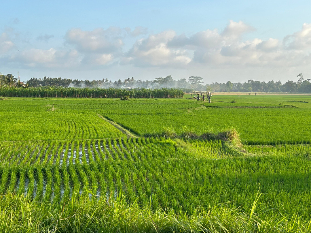 Safe Bali Taxi - Day Tours-登巴萨必去景点