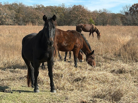 Mowdy Ranch-Coalgate必去景点